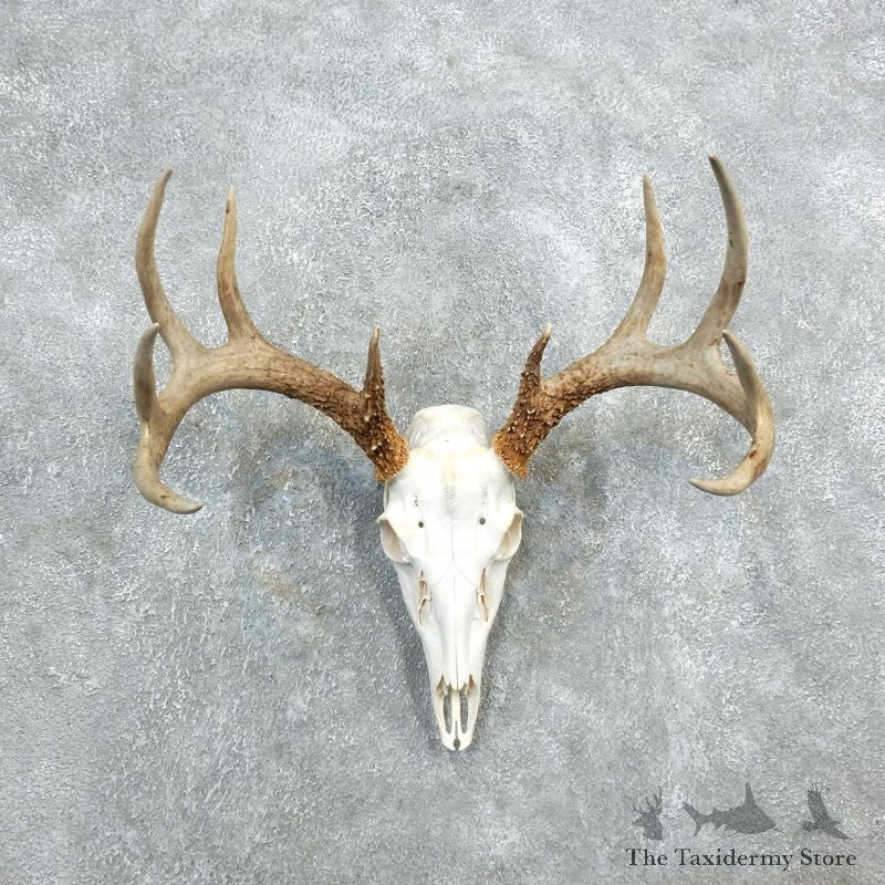 Whitetail Deer Skull European Mount For Sale #18326 @ The Taxidermy Store