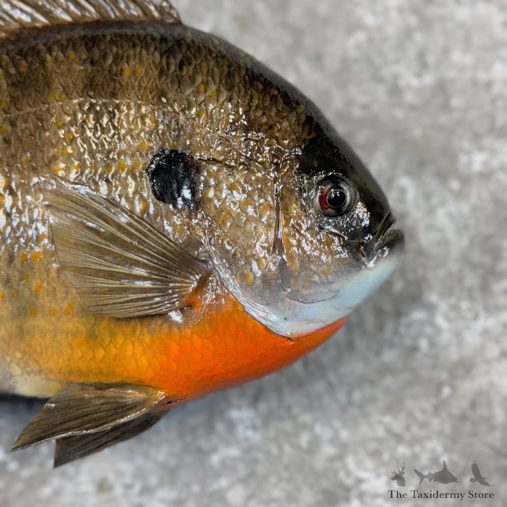 Bluegill Fish Mount For Sale #30071 @ The Taxidermy Store