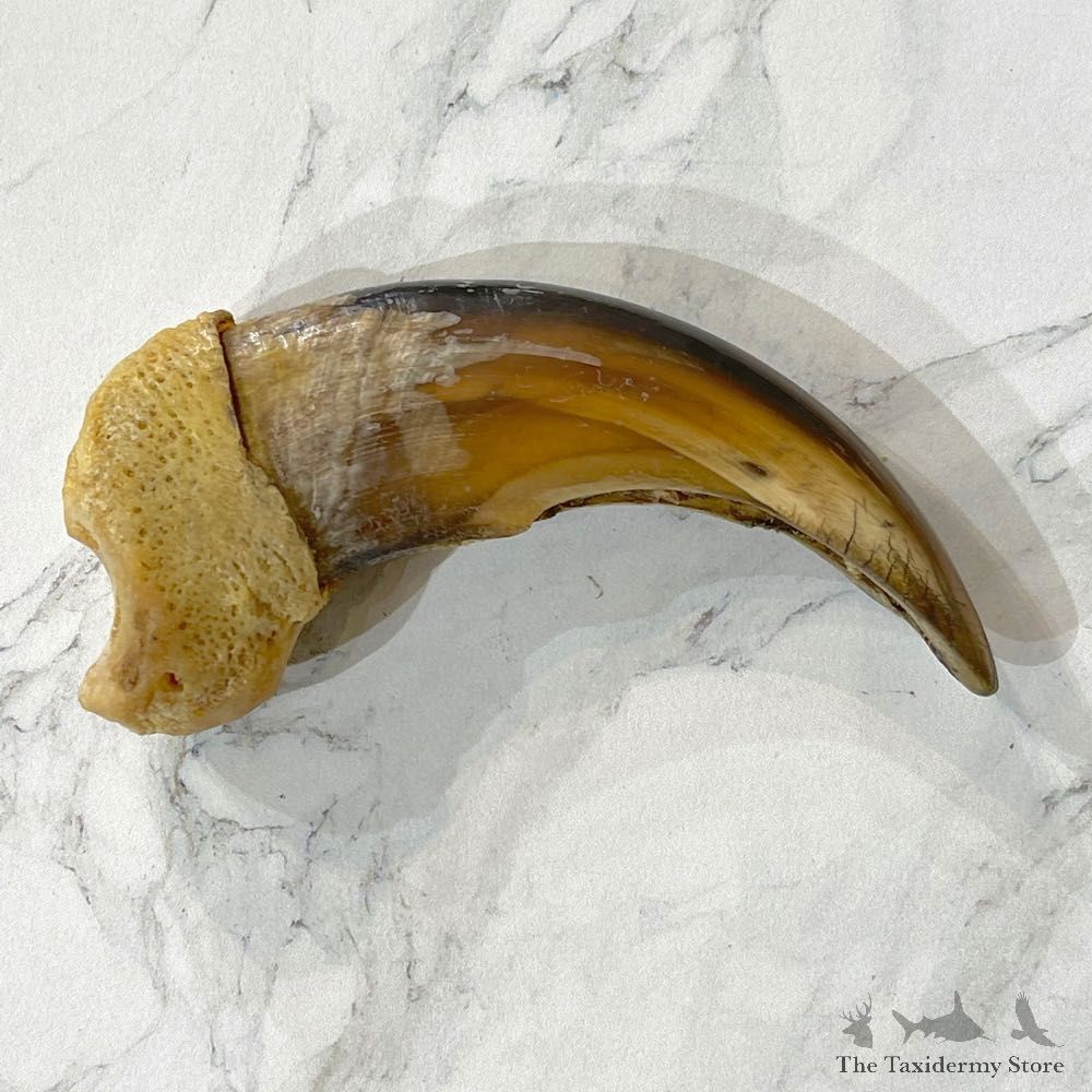 Grizzly Bear Claw For Sale #24878 - The Taxidermy Store
