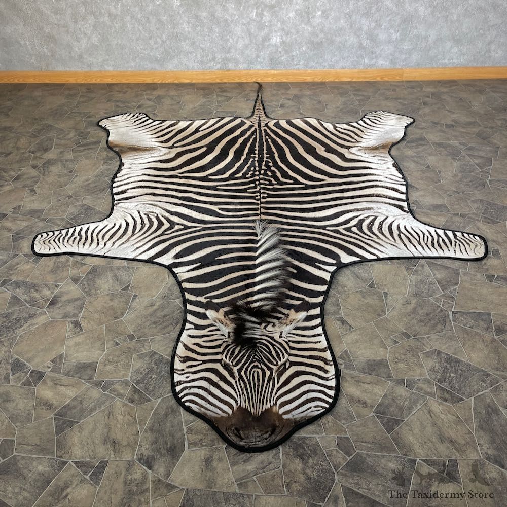African Zebra Full-Size Taxidermy Rug For Sale #26305 @ The Taxidermy Store