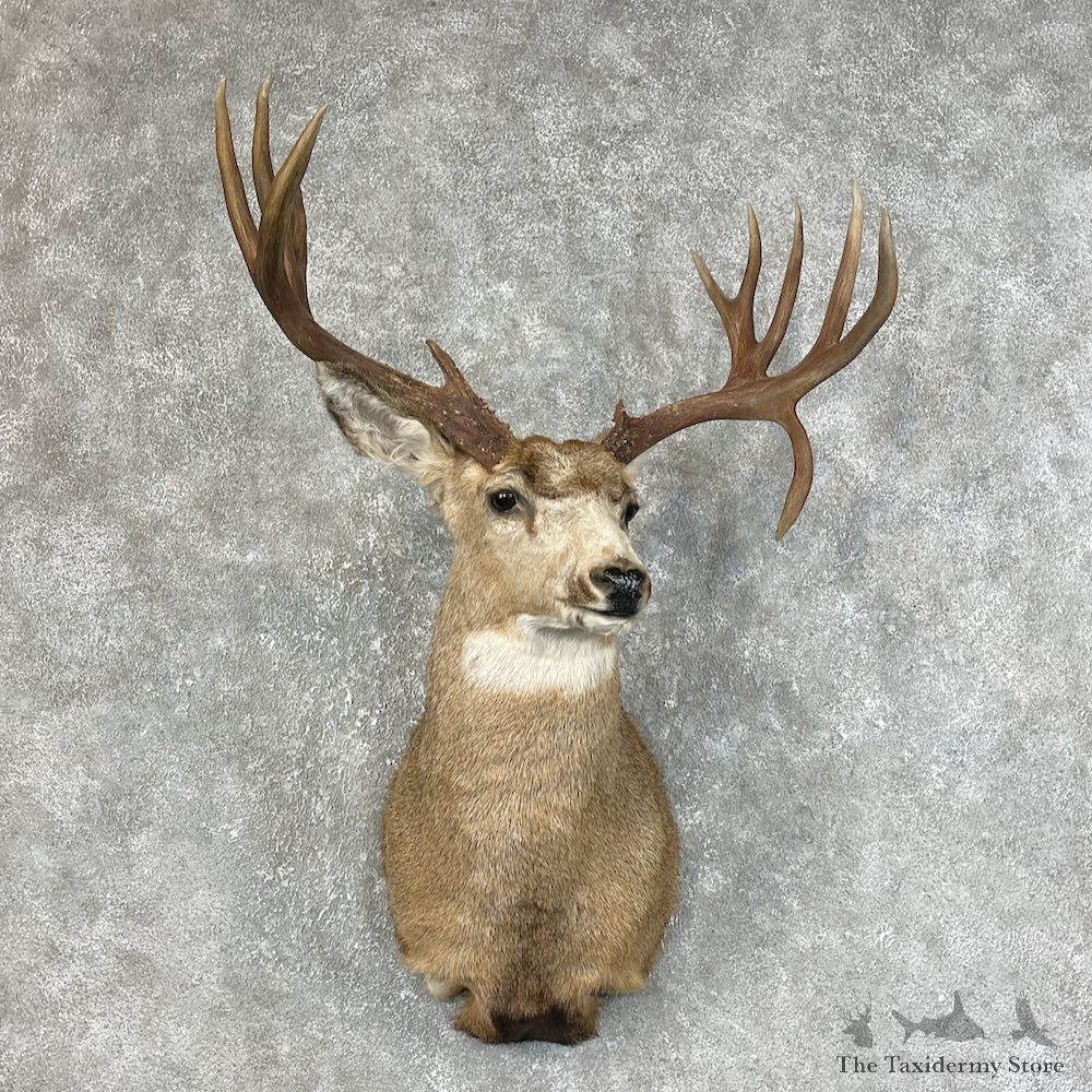 Mule Deer Shoulder Mount For Sale #25468 @ The Taxidermy Store