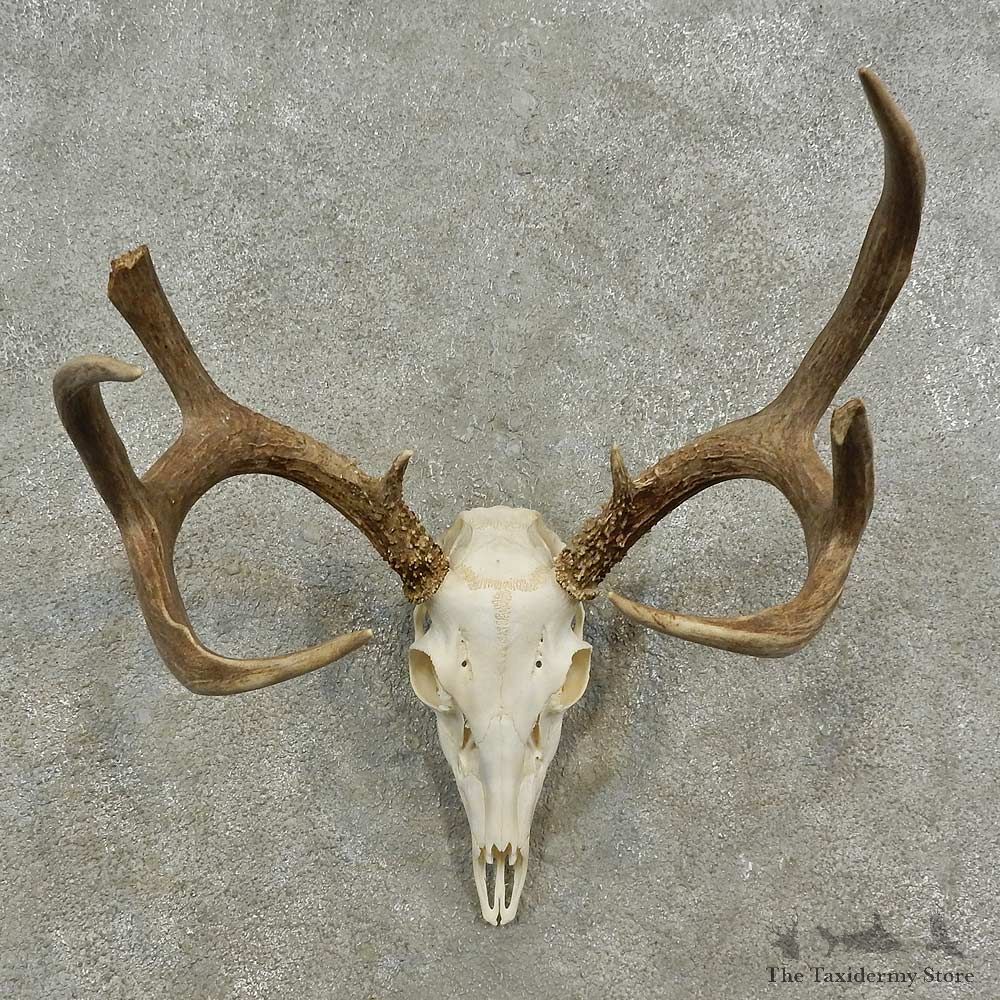 Whitetail Deer Skull European Mount For Sale #16932 @ The Taxidermy Store