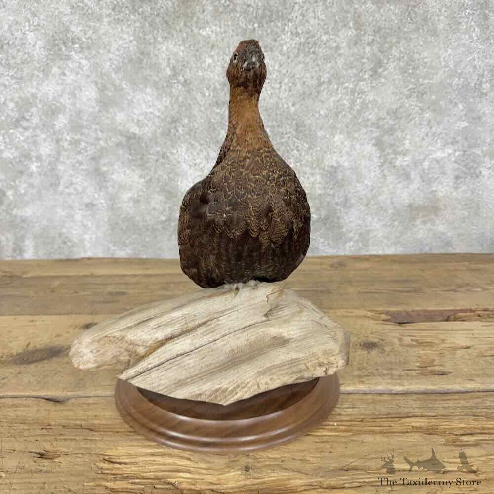 Willow Ptarmigan Mount For Sale #31824 @ The Taxidermy Store