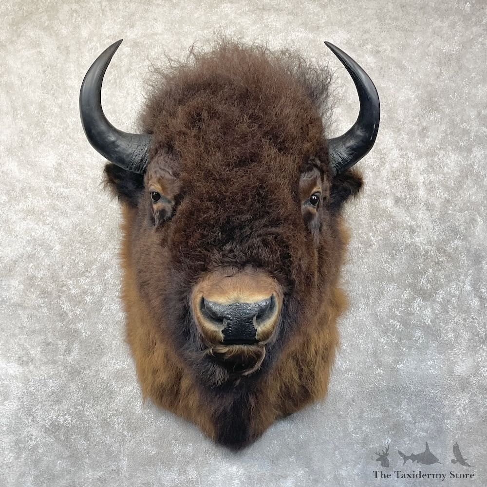 American Bison Shoulder Mount For Sale #28303 @ The Taxidermy Store