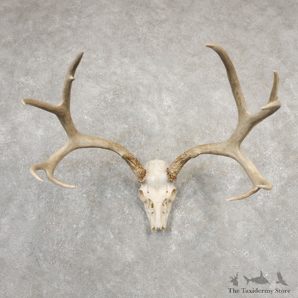 Mule Deer Skull European Mount For Sale #20548 @ The Taxidermy Store