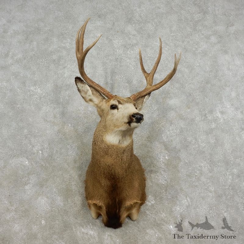 Mule Deer Shoulder Mount For Sale #17327 @ The Taxidermy Store
