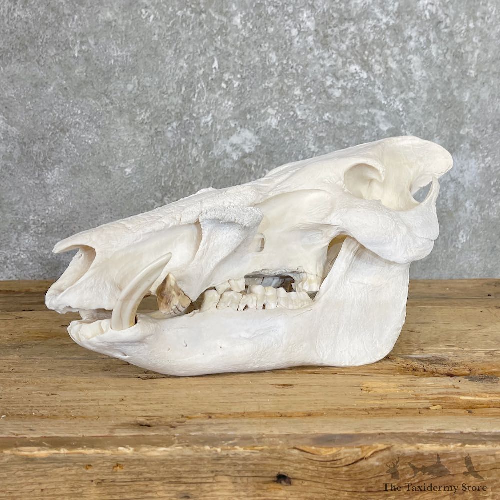Bushpig Full Skull Mount For Sale #26568 @ The Taxidermy Store