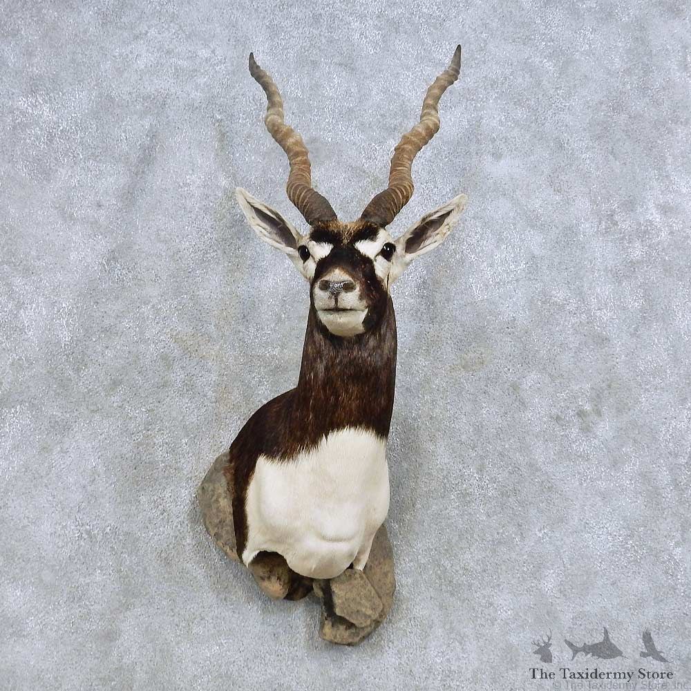 India Blackbuck Shoulder Mount For Sale #14611 @ The Taxidermy Store