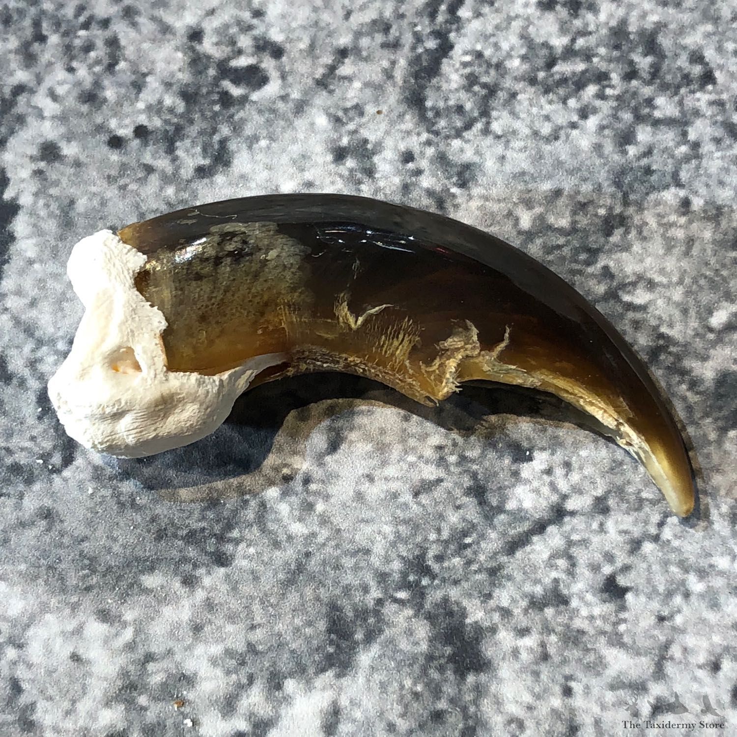 Polar Bear Claw Taxidermy For Sale #19611 - The Taxidermy Store