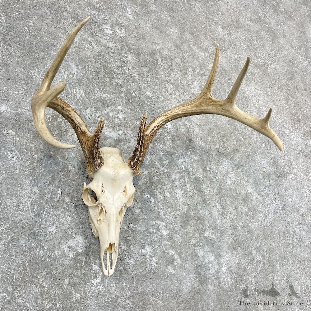 Whitetail Deer Skull European Mount For Sale #26985 @ The Taxidermy Store