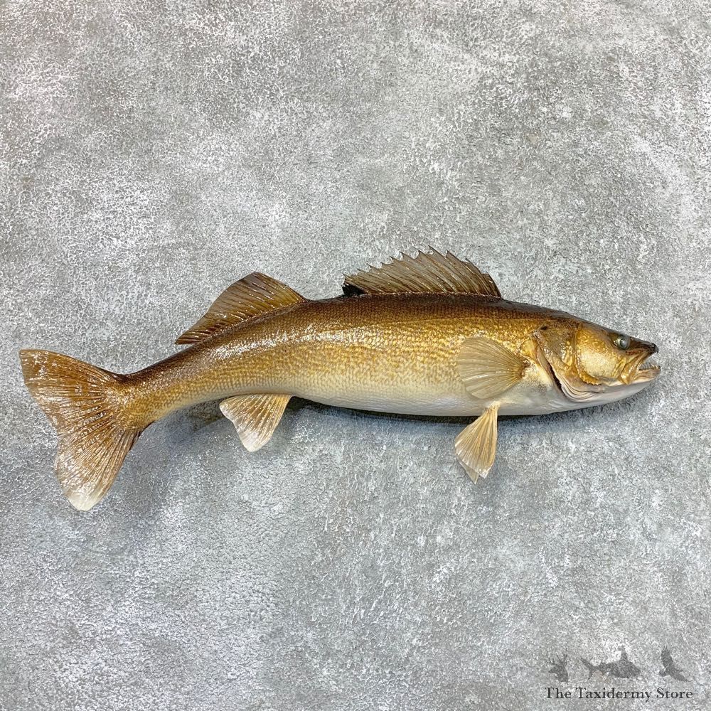 Walleye Taxidermy Mount For Sale #22374 @ The Taxidermy Store