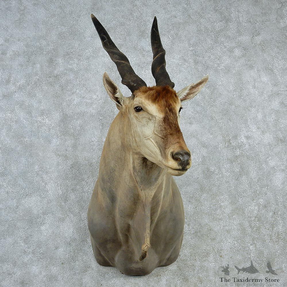 African Eland Shoulder Taxidermy Mount M1 #12820 For-Sale @ The Taxidermy Store