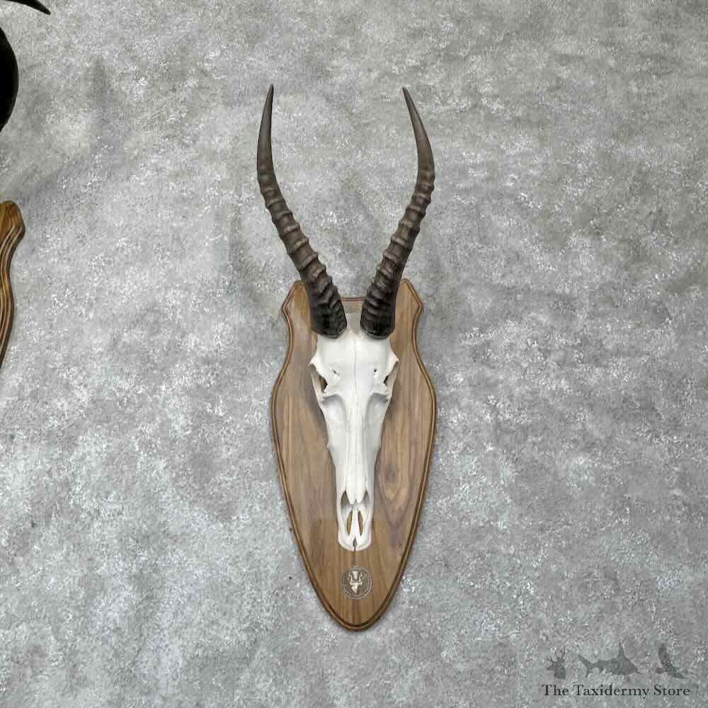 African Safari 6 Plaque Match Set Skulls and Horns For Sale #31656 @ The Taxidermy Store