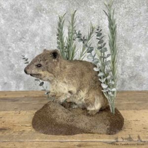 African Rock Hyrax Life Size Mount For Sale #31541 @ The Taxidermy Store