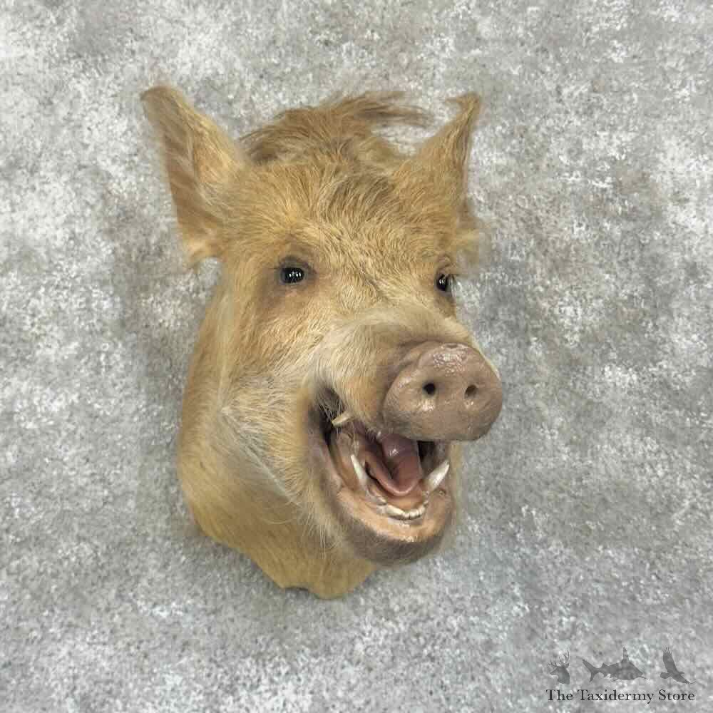 Wild Boar Shoulder Mount For Sale #30654 @ The Taxidermy Store