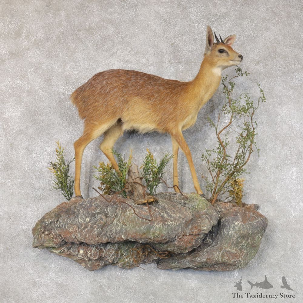 Grysbok Antelope Life Size Taxidermy Mount #22586 For Sale @ The Taxidermy Store