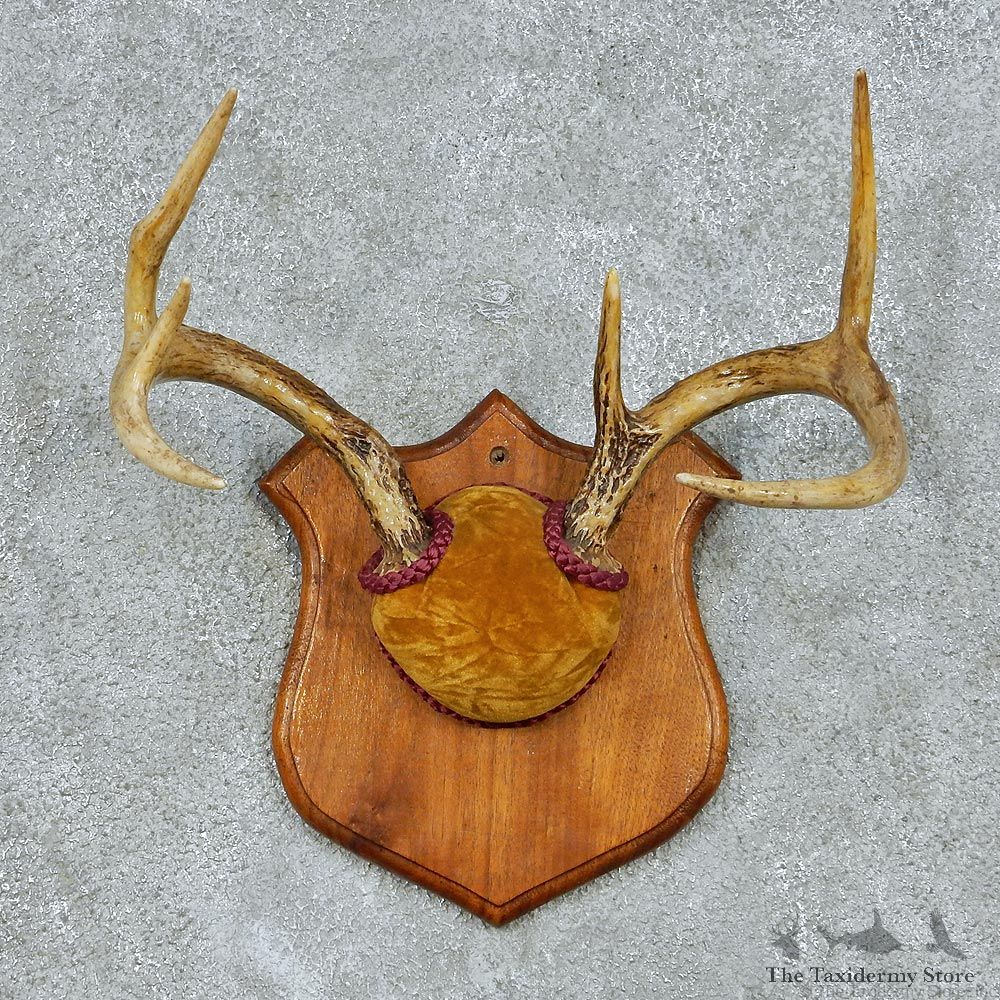 Whitetail Deer Antlers Plaque Taxidermy Mount #13104 For Sale @ The Taxidermy Store