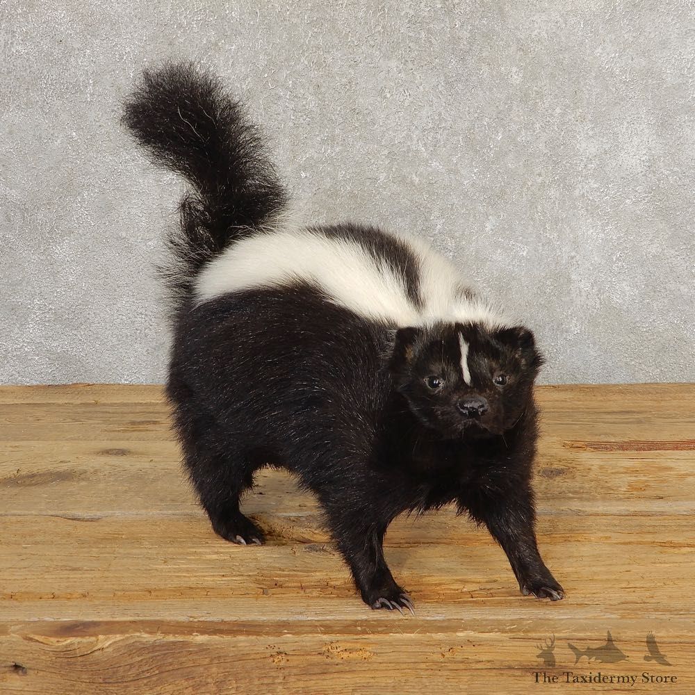 Skunk Life-Size Taxidermy Mount #21307 For Sale @ The Taxidermy Store