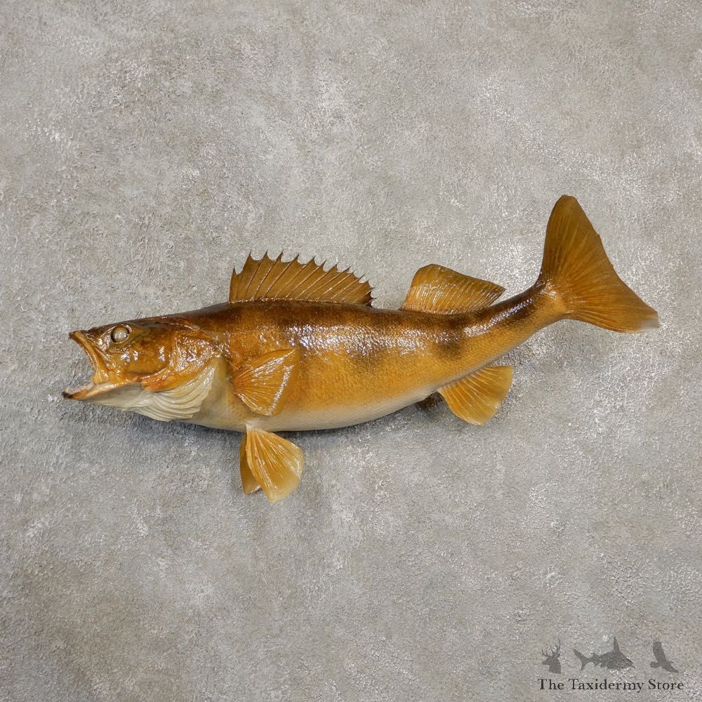 Walleye Fish Mount For Sale #20563 @ The Taxidermy Store