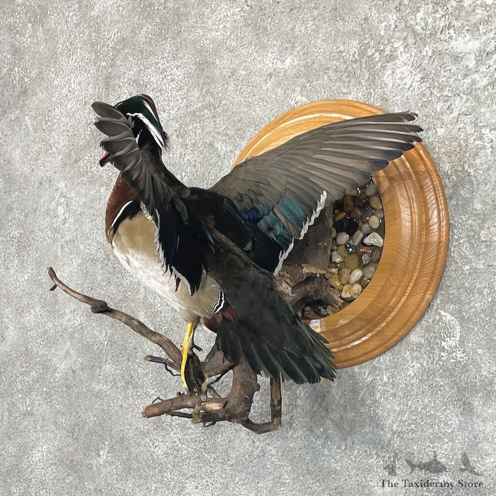 Wood Duck Bird Mount For Sale #27628 @ The Taxidermy Store