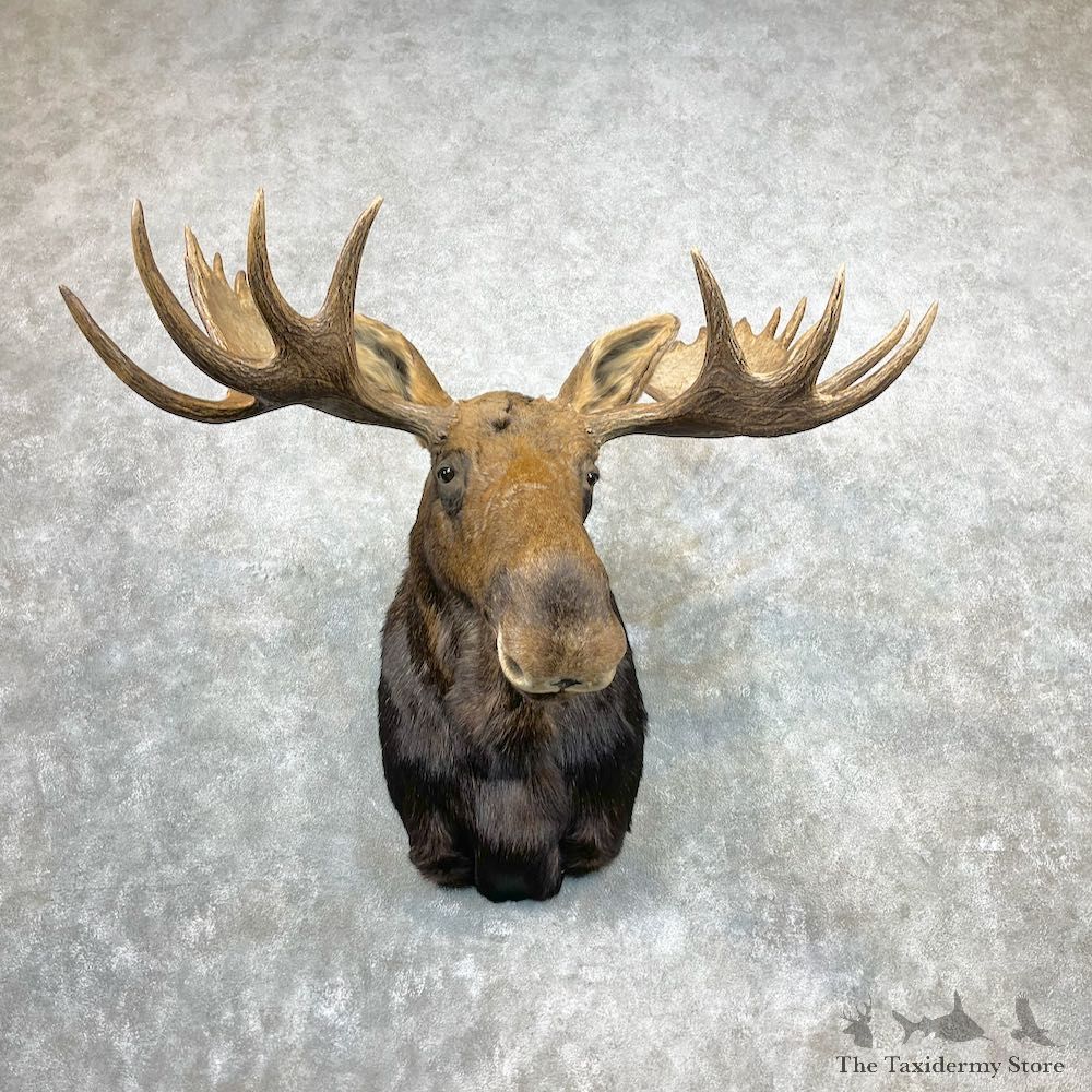 Alaskan Yukon Moose Shoulder Mount For Sale #26470 @ The Taxidermy Store