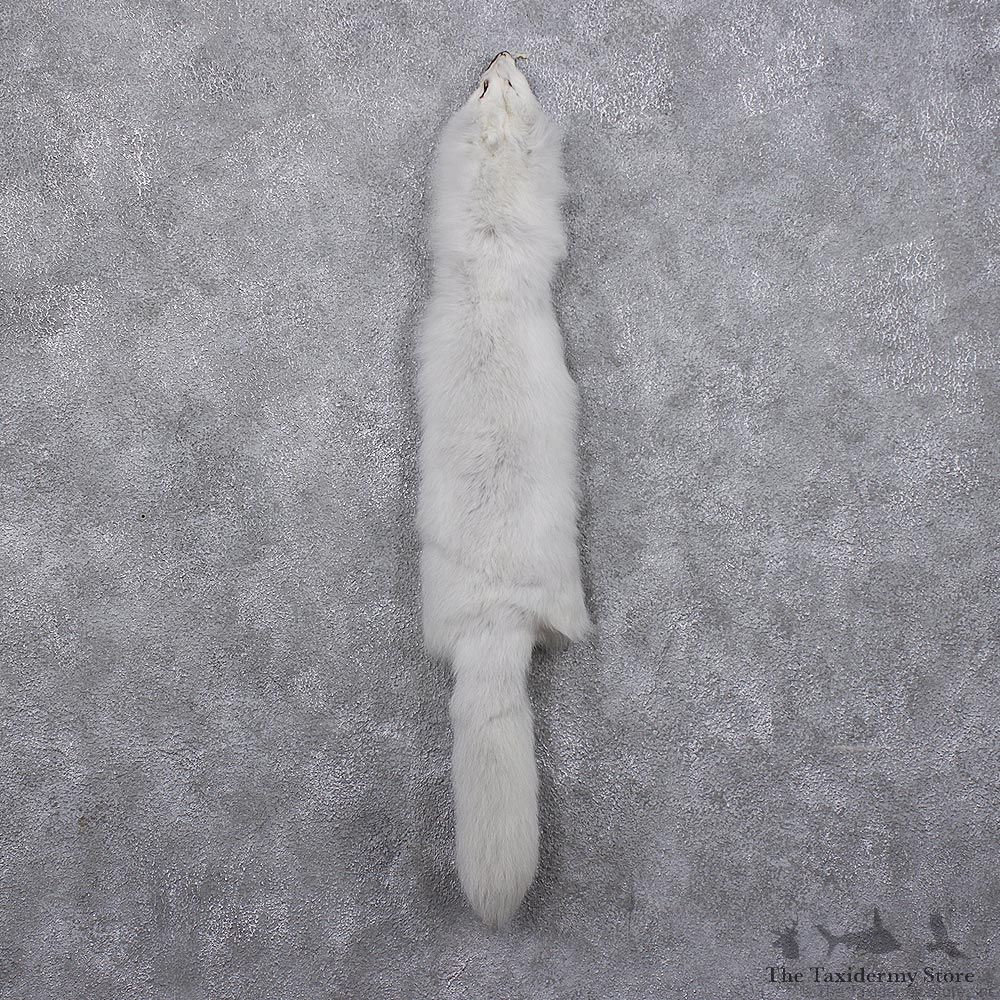 Arctic Fox Taxidermy Hide - Skin - Fur #12408 For Sale @ The Taxidermy Store