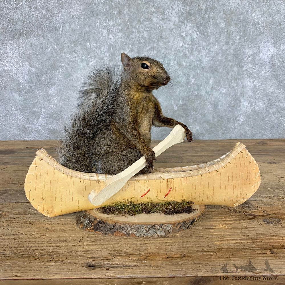 Canoe Squirrel Novelty Mount For Sale #22430 @ The Taxidermy Store