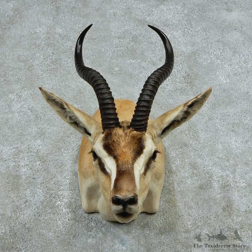 African Soemmerrings Gazelle Shoulder Mount #13721 For Sale @ The Taxidermy Store