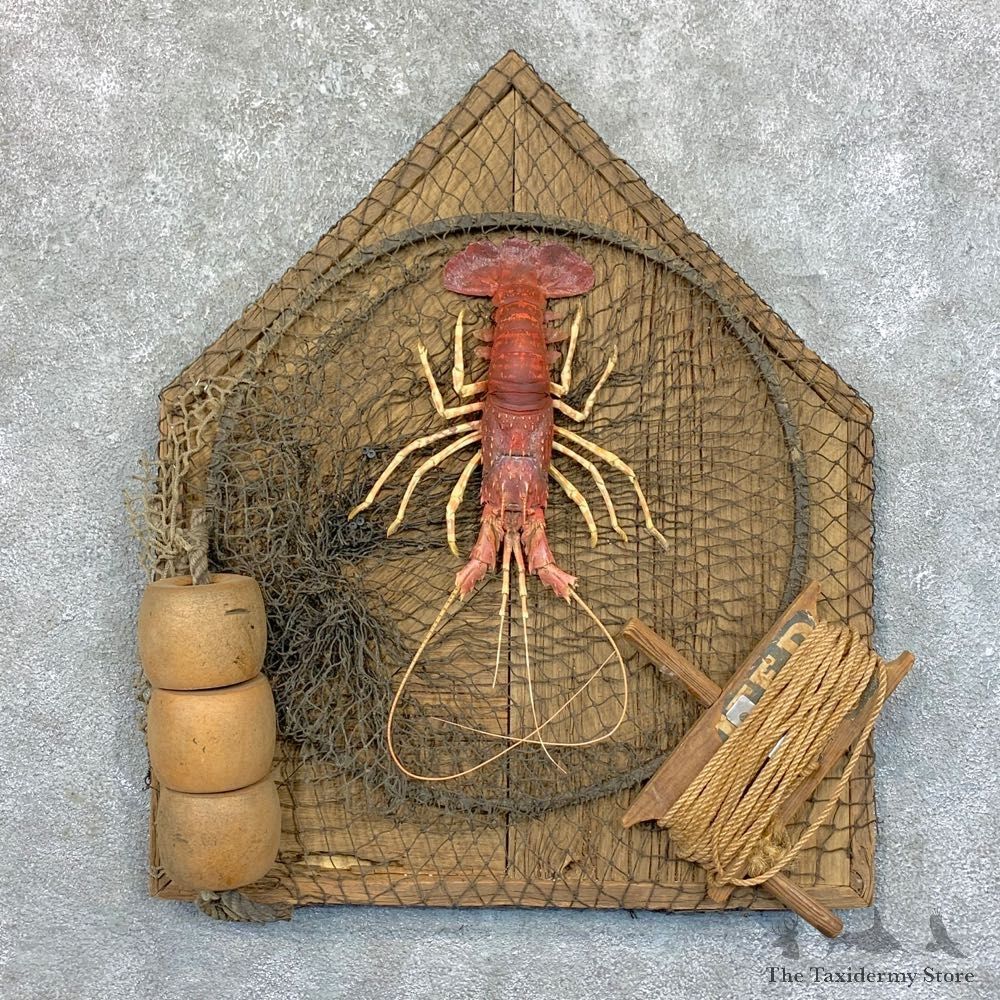 Red Lobster Taxidermy Mount For Sale #23552 @ The Taxidermy Store