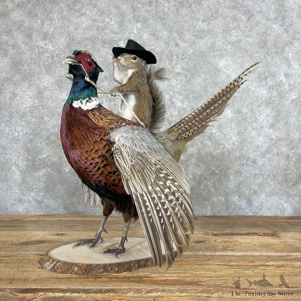 Grey Squirrel & Ringneck Pheasant Novelty Mount For Sale #27368 @ The Taxidermy Store