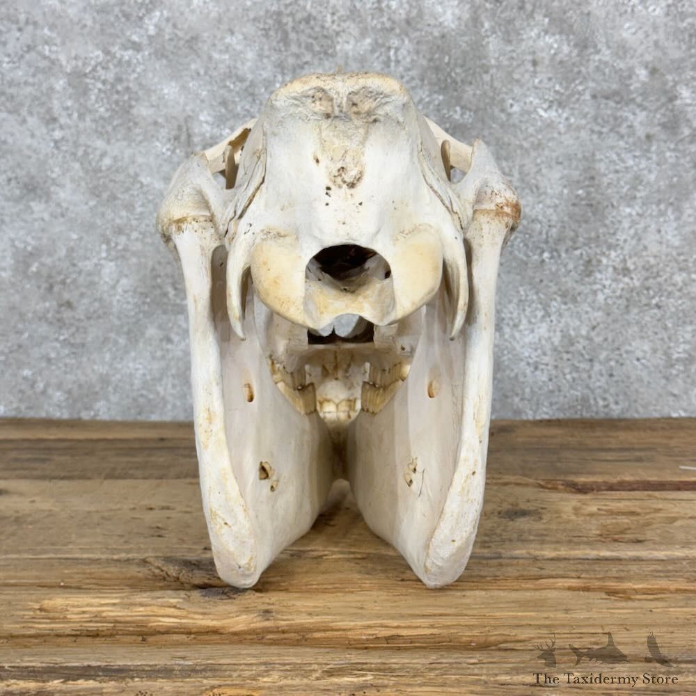 African Burchell's Zebra Skull Mount For Sale #28963 @ The Taxidermy Store