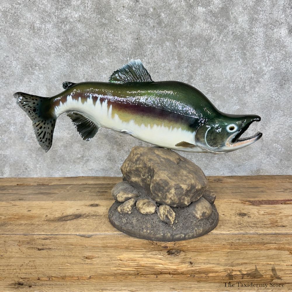 22.5" Pink Salmon Fish Mount For Sale #29365 @ The Taxidermy Store