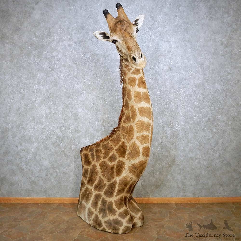 Giraffe Taxidermy Shoulder Mount For Sale #14390 @ The Taxidermy Store