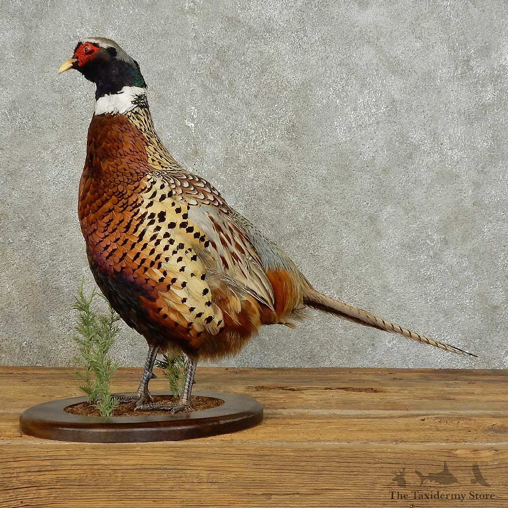 Ringneck Pheasant Bird Mount For Sale #15889 @ The Taxidermy Store