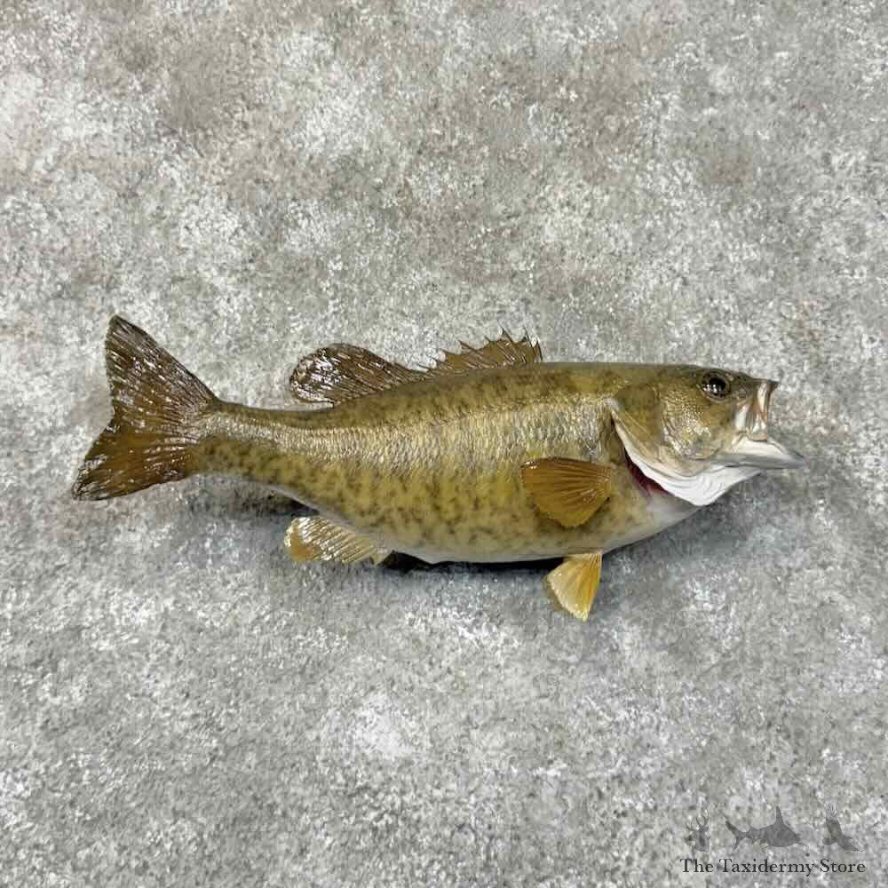 Smallmouth Bass Fish Mount For Sale #31276 @ The Taxidermy Store