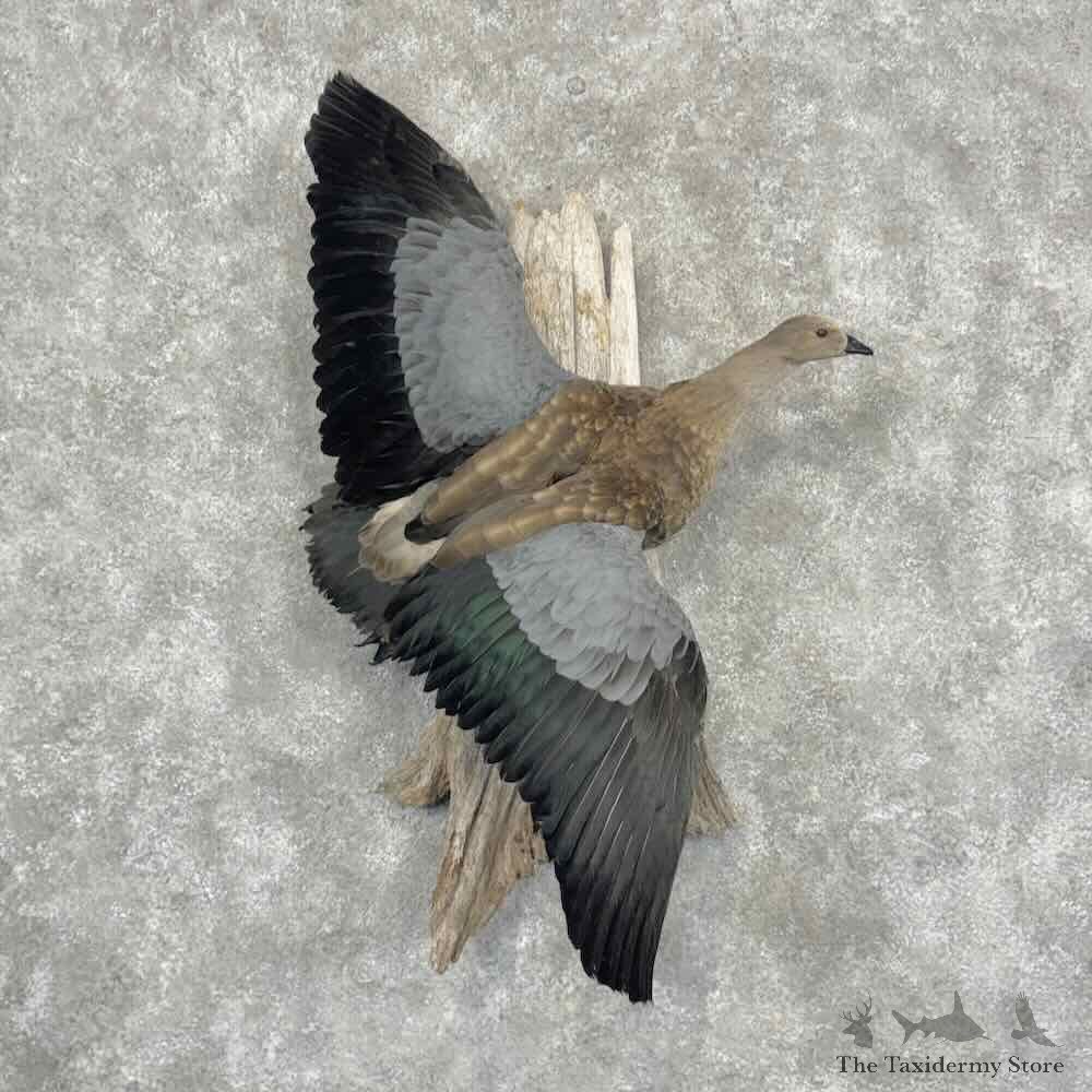 Blue-Winged Goose Bird Mount For Sale #32185 @ The Taxidermy Store