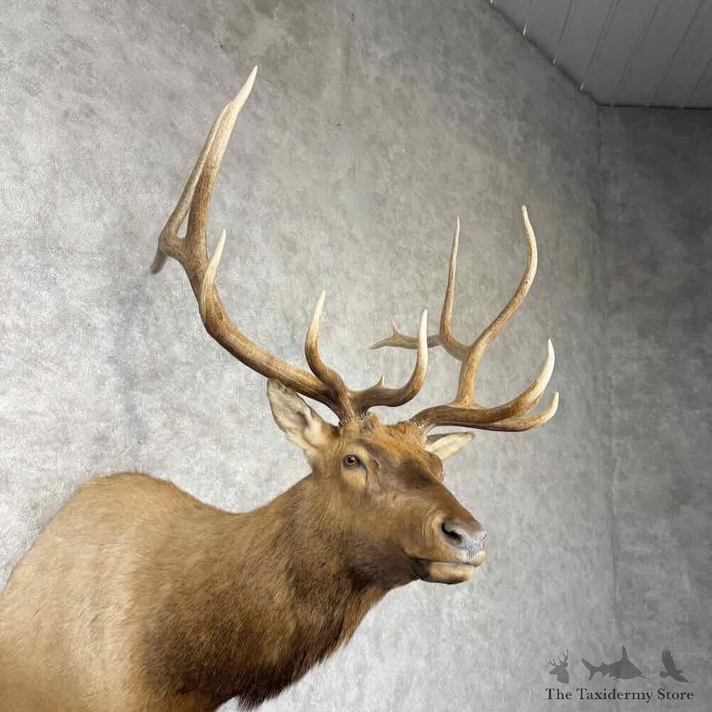 Rocky Mountain Elk Shoulder Mount For Sale #30368 @ The Taxidermy Store