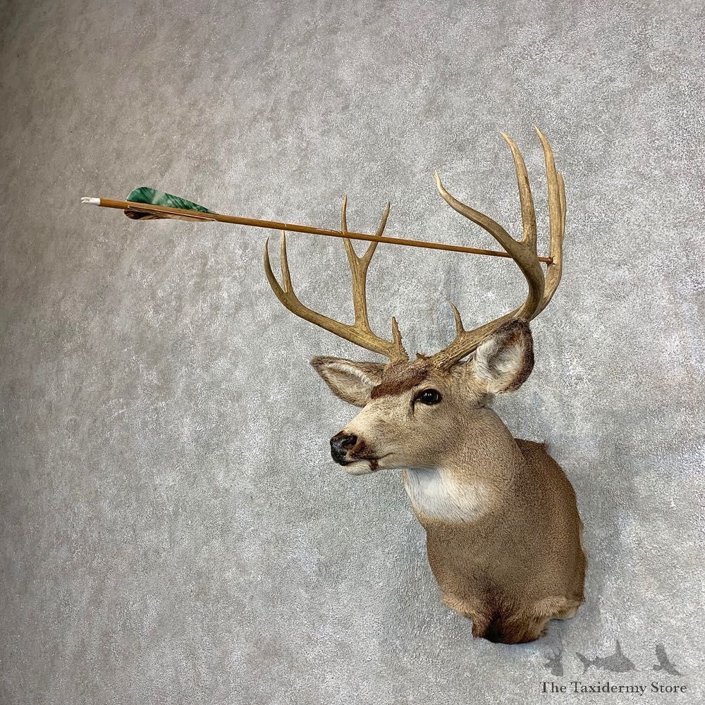 Mule Deer Shoulder Mount For Sale #21532 @ The Taxidermy Store