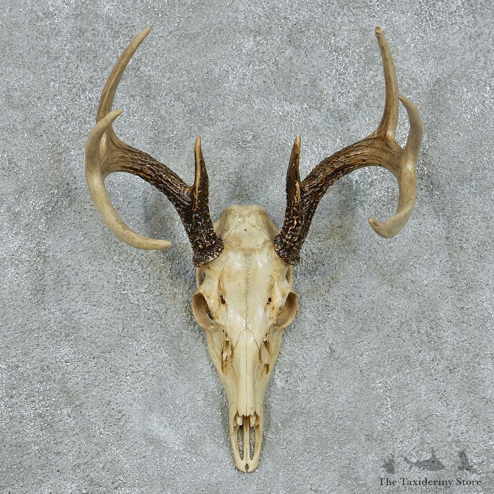 Whitetail Deer Skull & Antlers Taxidermy Mount #13102 For Sale @ The Taxidermy Store