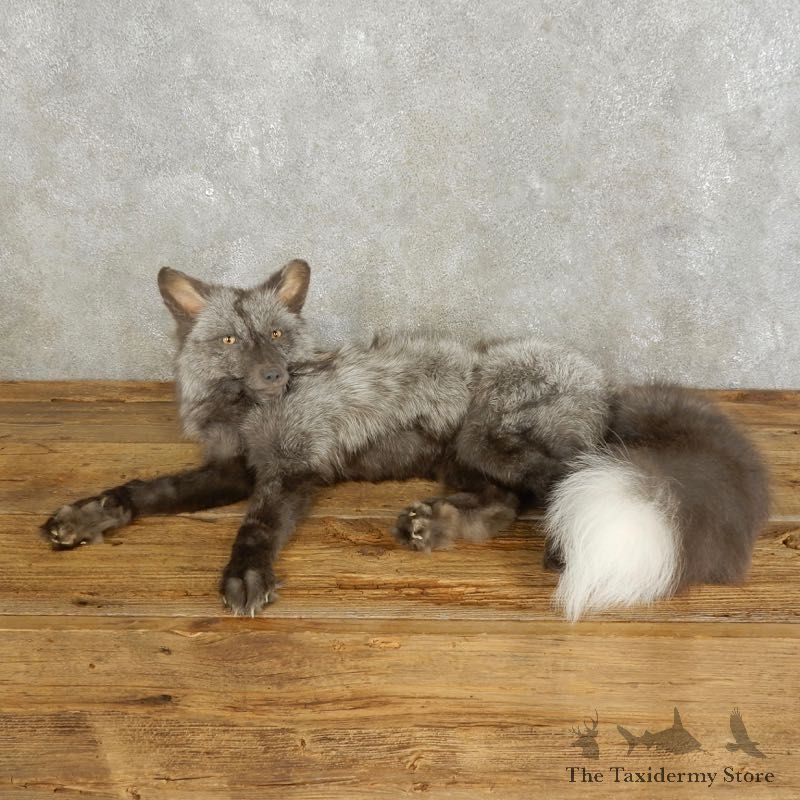 Pearl Fox Life-Size Mount For Sale #17543 @ The Taxidermy Store