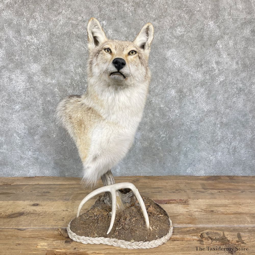 Coyote Desk Pedestal Taxidermy Mount For Sale #26465 @ The Taxidermy Store
