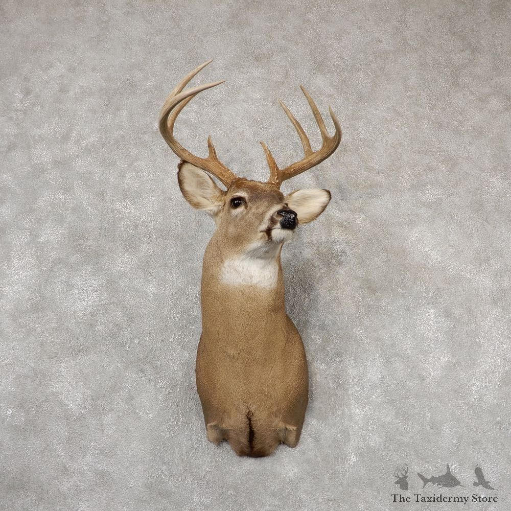Whitetail Deer Shoulder Mount For Sale #18847 @ The Taxidermy Store