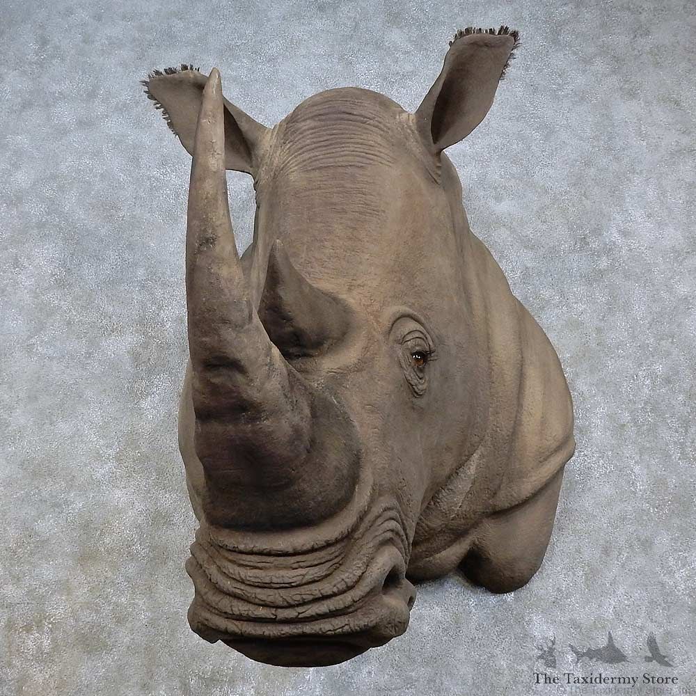 White Rhinoceros Replica Shoulder Mount For Sale #15848 @ The Taxidermy Store