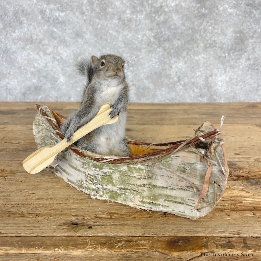 Canoe Squirrel Novelty Mount For Sale #28577 @ The Taxidermy Store
