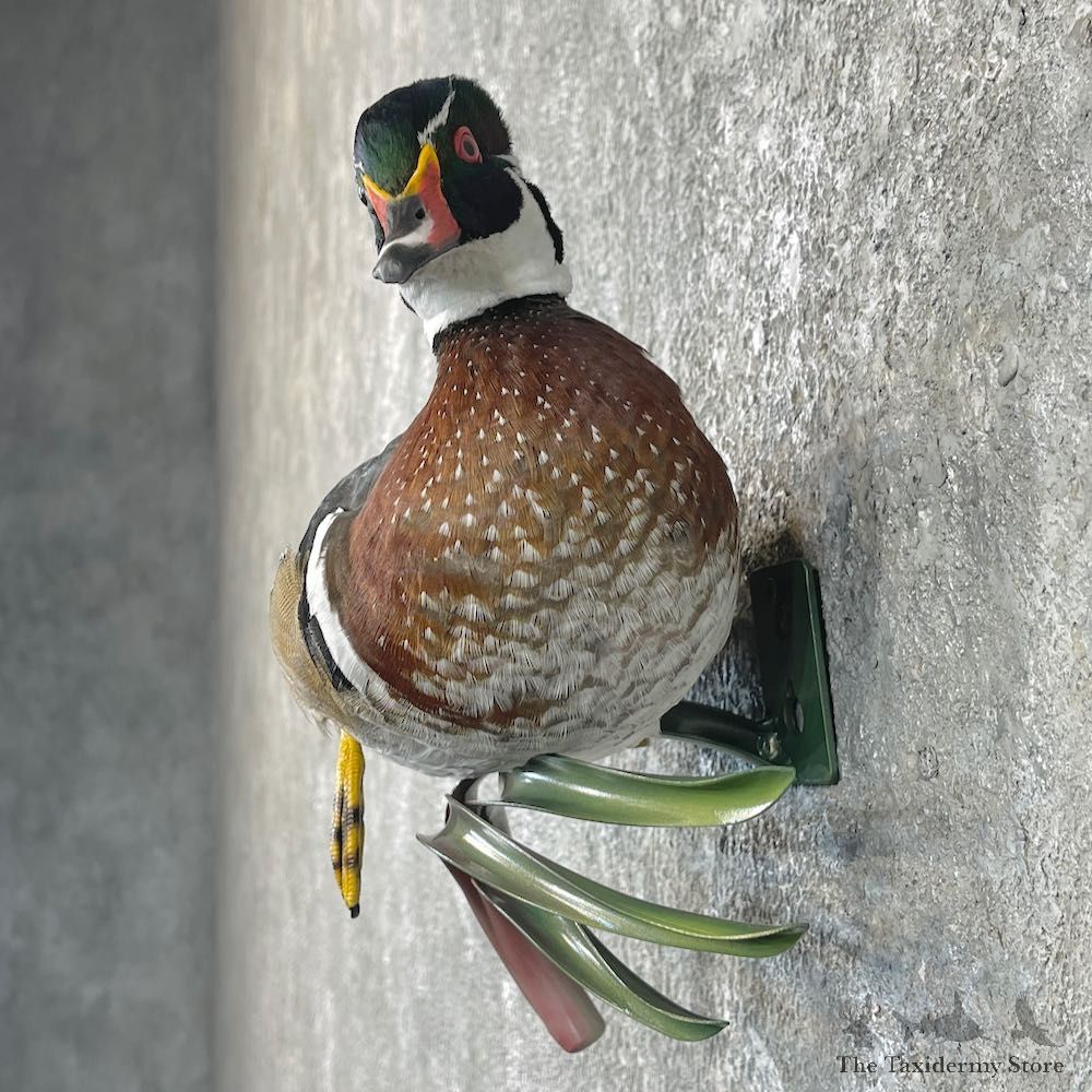 Wood Duck Taxidermy Bird Mount For Sale #26062 @ The Taxidermy Store