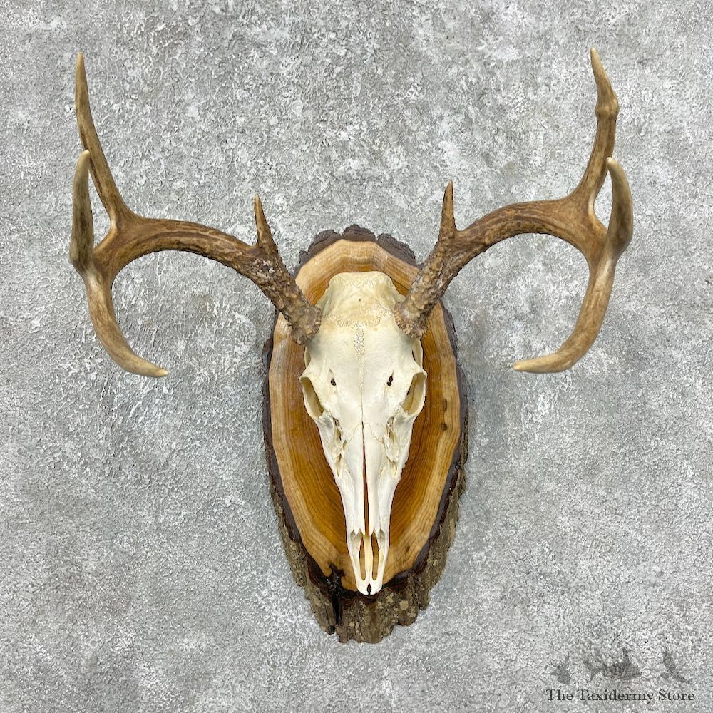 Whitetail Deer Skull European Mount For Sale #25336 @ The Taxidermy Store