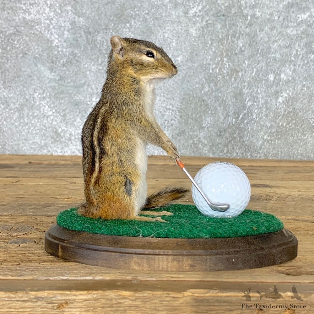 Golfing Squirrel Novelty Mount For Sale #22631 @ The Taxidermy Store