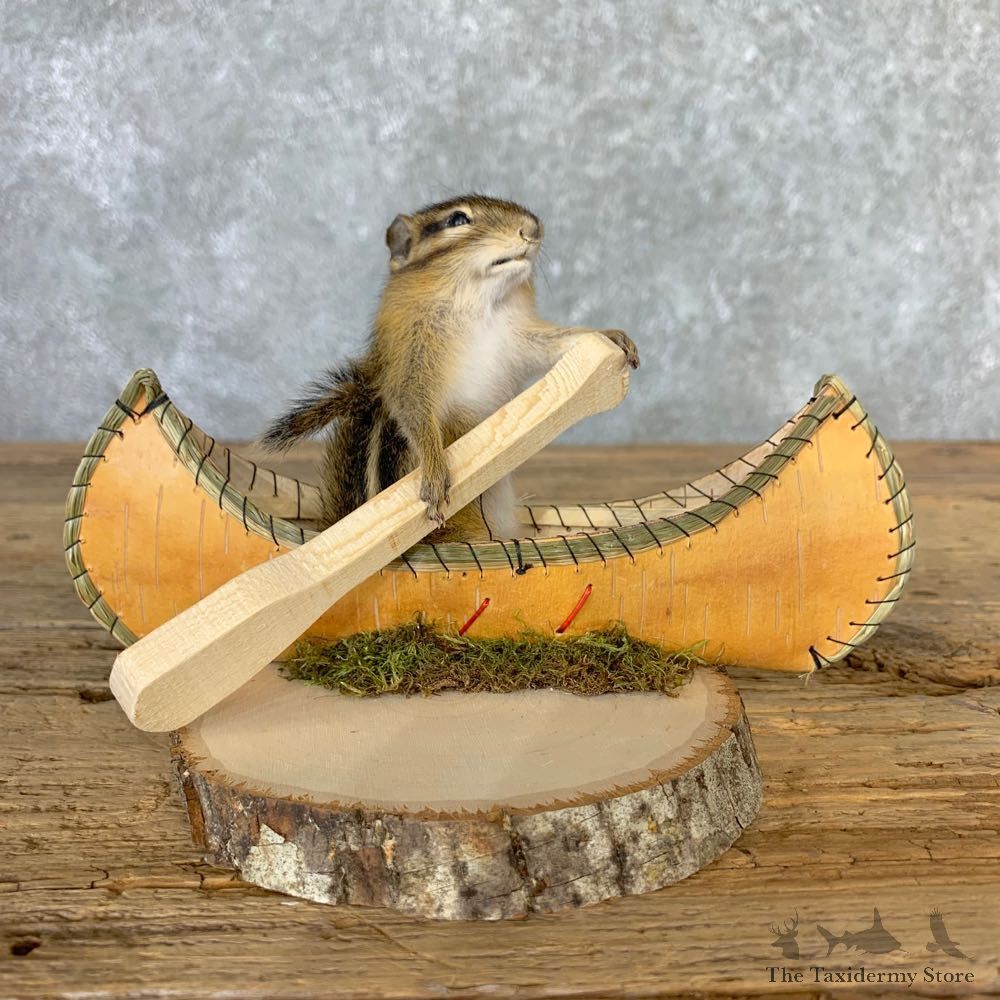 Canoe Chipmunk Novelty Mount For Sale #23243 @ The Taxidermy Store