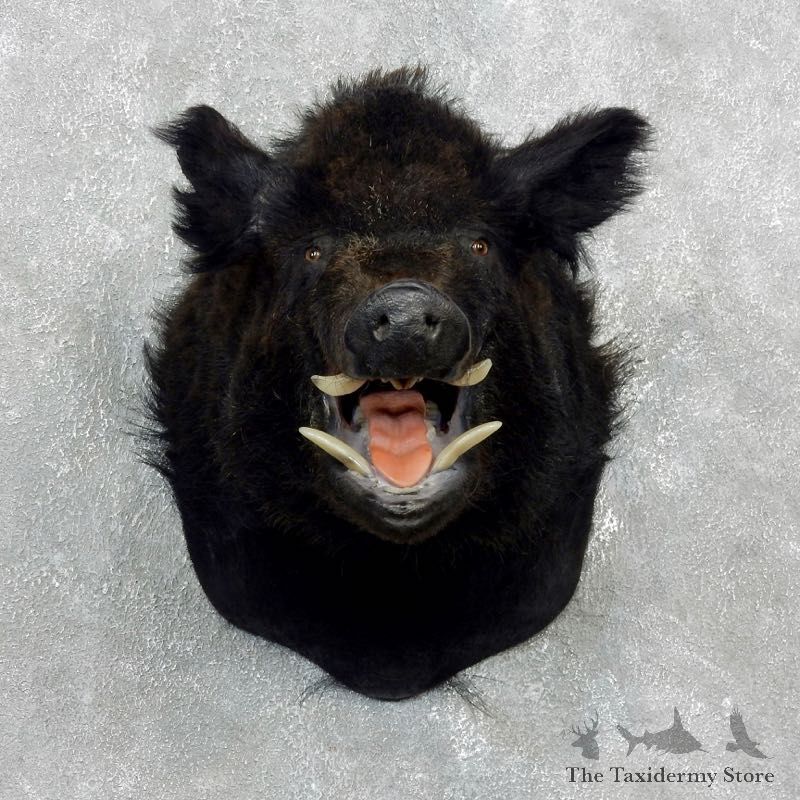 Wild Boar Shoulder Mount For Sale #17997 @ The Taxidermy Store