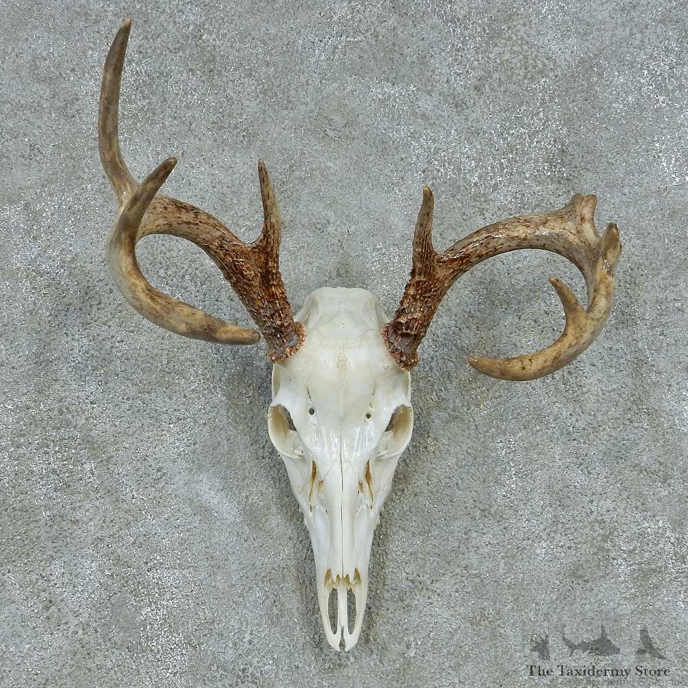 Whitetail Deer Skull & Antler European Mount #13483 For Sale @ The Taxidermy Store